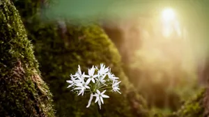 The infinite aspect of your being is the super potentiator